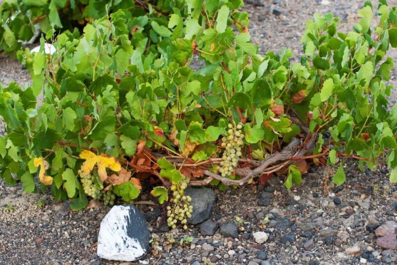 Santorini: Vegan Wine Tasting Private Tour - Exploring the Santorini Vegan Wine Tasting Private Tour  