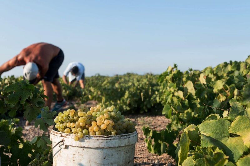 santorini-wine-roads-tour-of-3-wineries-with-a-sommelier