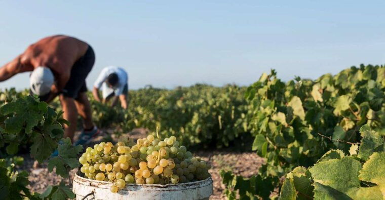 santorini-wine-roads-tour-of-3-wineries-with-a-sommelier