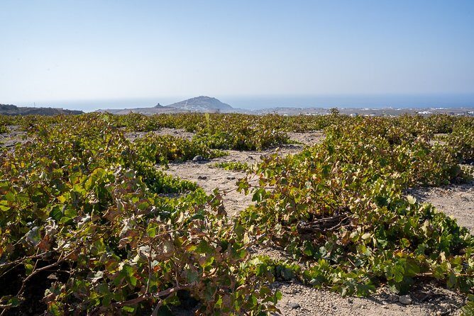 Santorini Wine Roads Tour with Wine Tastings Morning & Sunset - Key Points
