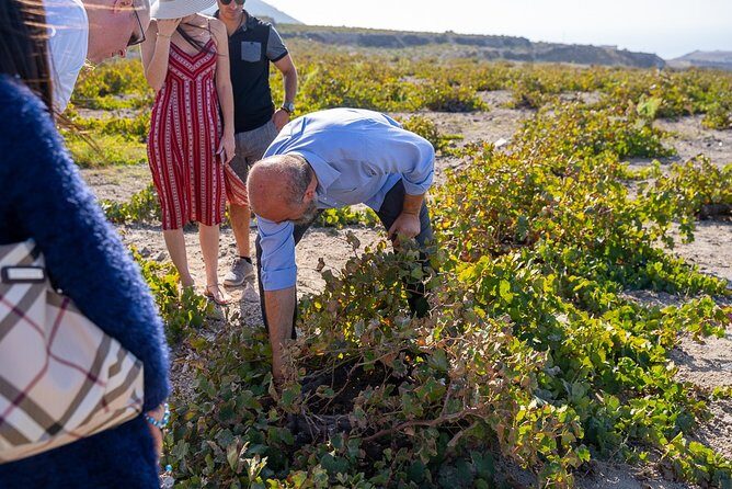 Santorini Wine Roads Tour with Wine Tastings Morning & Sunset - An In-Depth Look at the Santorini Wine Roads Tour