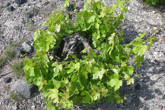 santorini-wine-tasting-food-pairing-taste-good-life-at-santorini