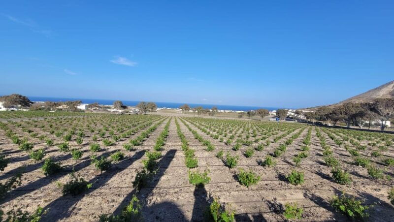 santorini-wine-tasting-in-3-wineries-and-a-greek-meal-group