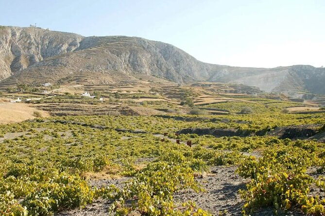 santorini-wine-tasting-private-tour-with-a-certified-wine-guide