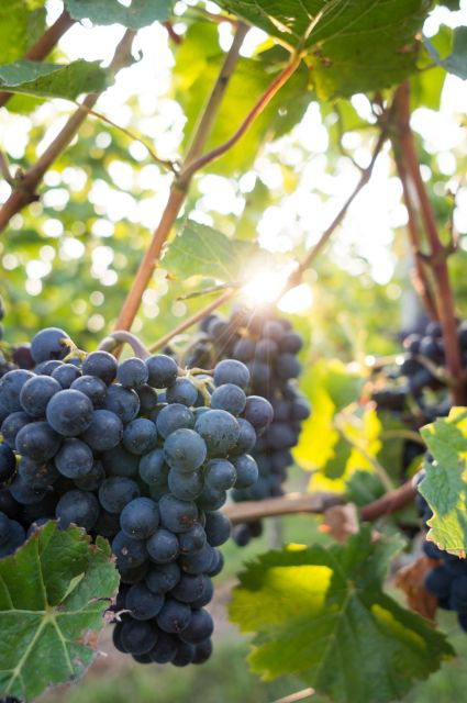 santorini-wine-tasting-tour-with-12-tastings-and-snacks