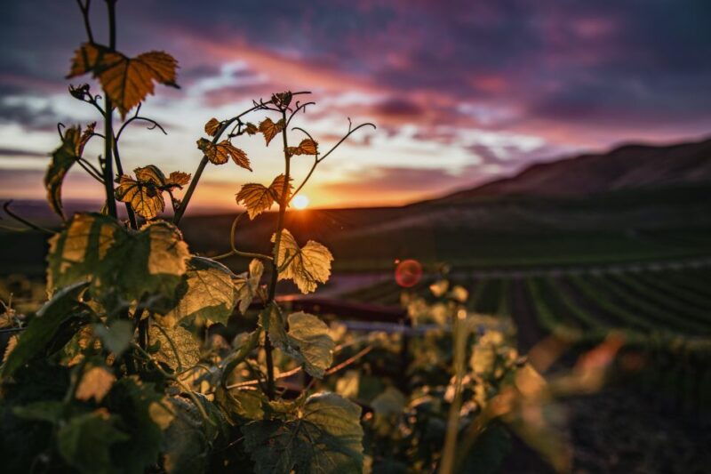 santorini-wine-tasting-tour-with-12-tastings-and-snacks