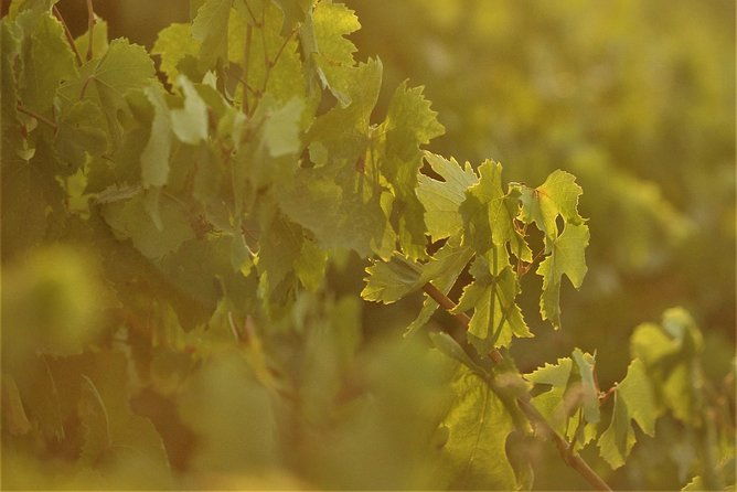 santorini-wine-tour-with-10-wine-tastings-and-oia-sunset