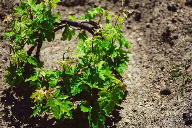 santorini-wine-tour-with-sunset-in-oia