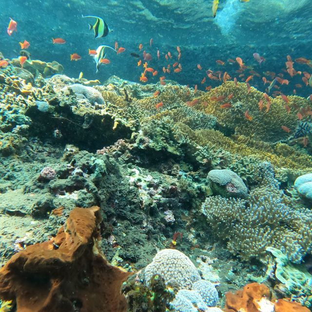 sanur-coastal-area-snorkeling-session