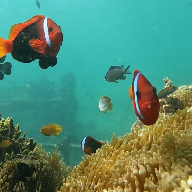 sanur-coastal-area-snorkeling-session