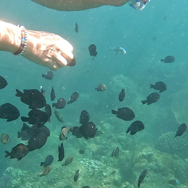 sanur-coastal-area-snorkeling-session