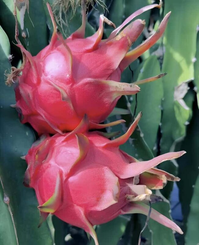 Sanya: 3-Hour Tropical Fruit Garden, Picking & BBQ Adventure - Exploring Sanya’s Tropical Fruit Garden: What to Expect