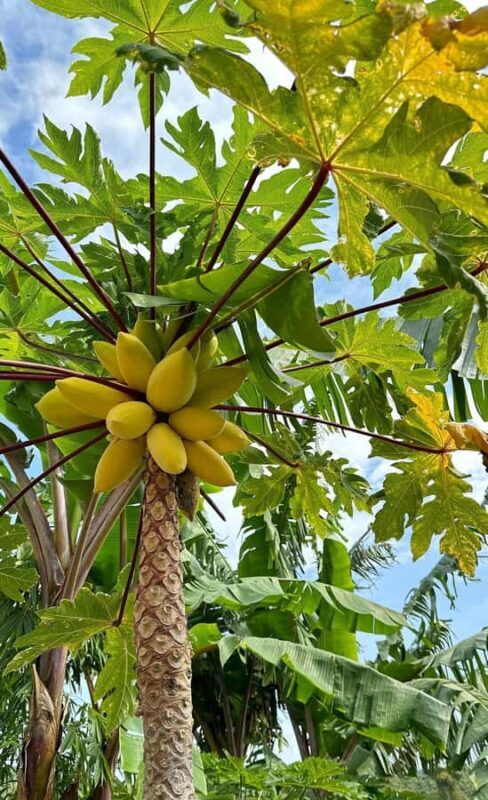 Sanya: 3-Hour Tropical Fruit Garden, Picking & BBQ Adventure - Who Will Love This Tour?