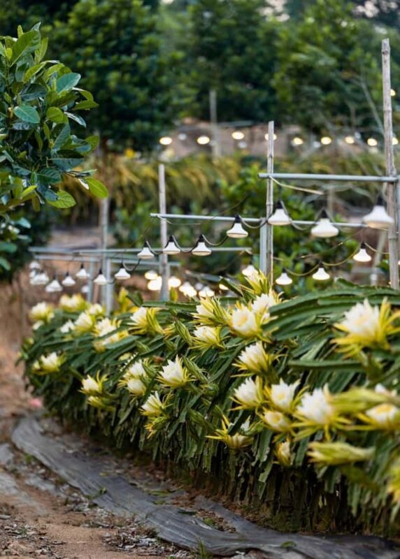 Sanya: 3-Hour Tropical Fruit Garden, Picking & BBQ Adventure - Final Thoughts