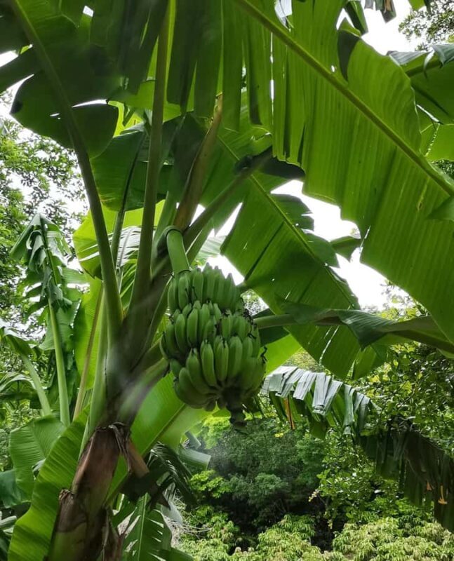 Sanya: 3-Hour Tropical Fruit Garden, Picking & BBQ Adventure - FAQ