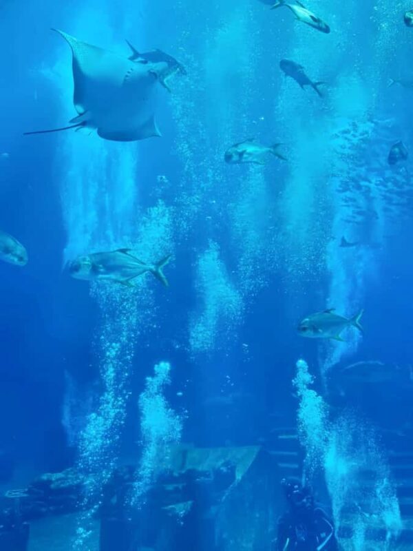 Sanya Haitang Bay Local Discovery Day Tour - Authentic Local Life at Haitang Bay Market