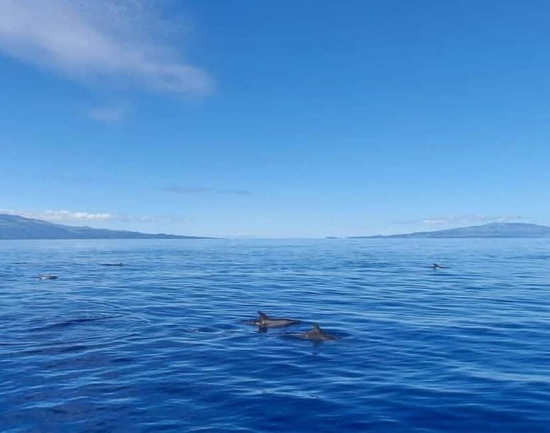 São Jorge: Boat trip with snorkeling (2 hours) - Key Points