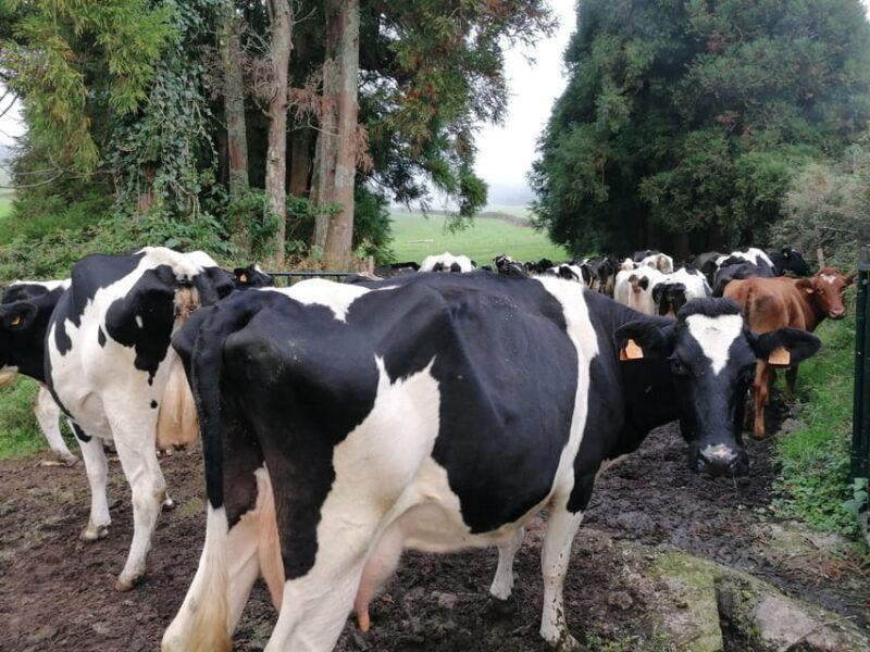 sao-jorge-cheese-tour-half-day
