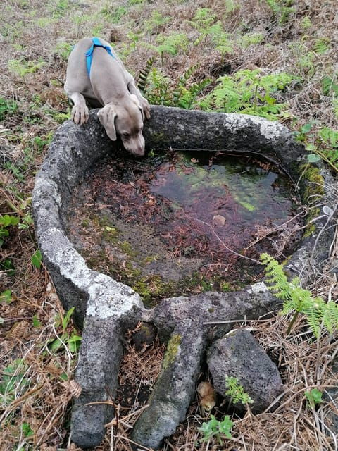 sao-jorge-faja-camping-and-hiking-tour