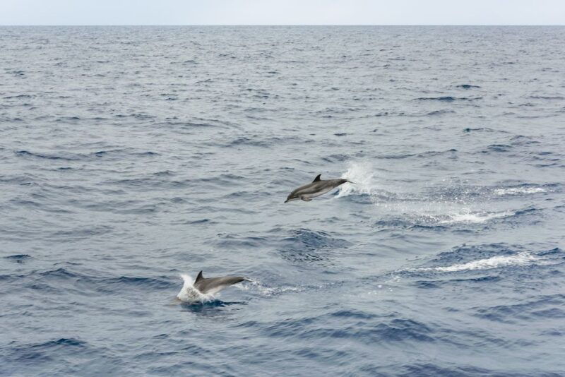 sao-miguel-azores-half-day-whale-watching-trip