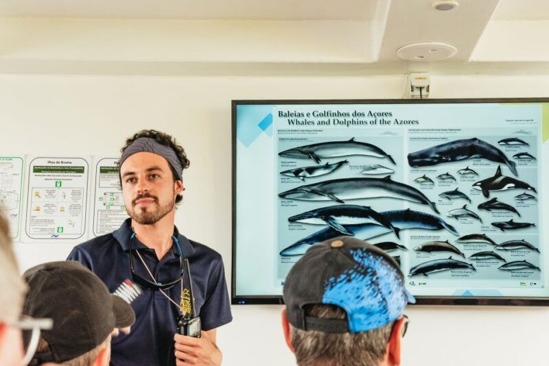 sao-miguel-azores-half-day-whale-watching-trip