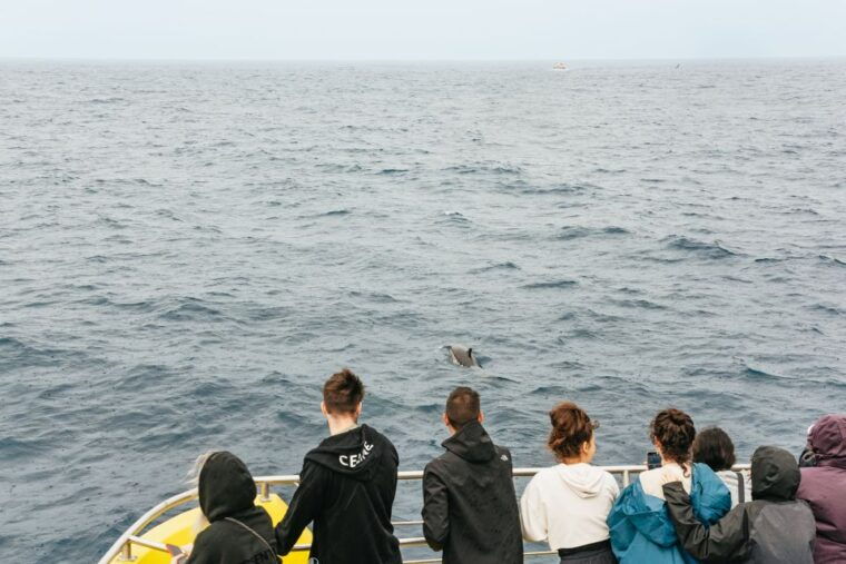 sao-miguel-azores-half-day-whale-watching-trip