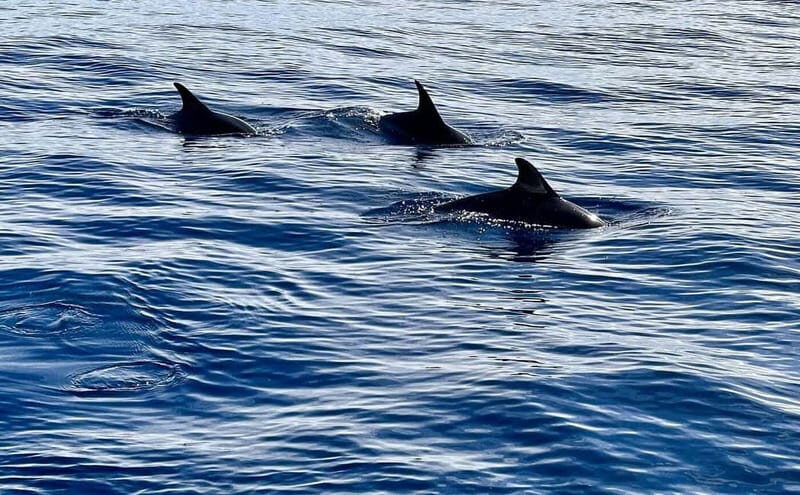 São Miguel, Azores: Whale and Dolphin Watching Tour - Overall Experience and What to Expect