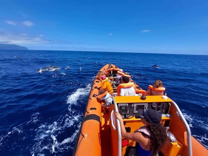 São Miguel, Azores: Whale and Dolphin Watching Tour - Who Will Love This Tour?