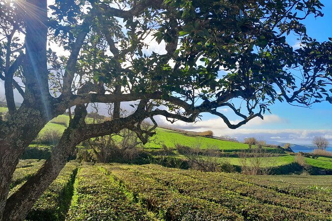 sao-miguel-east-full-day-small-group-tour-from-ponta-delgada