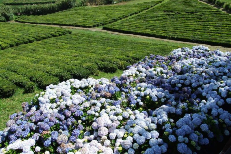 sao-miguel-full-day-4wd-jeep-tour-to-furnas-with-lunch