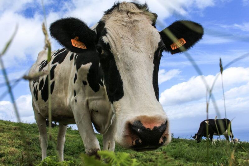 sao-miguel-island-full-day-all-in-one-tour