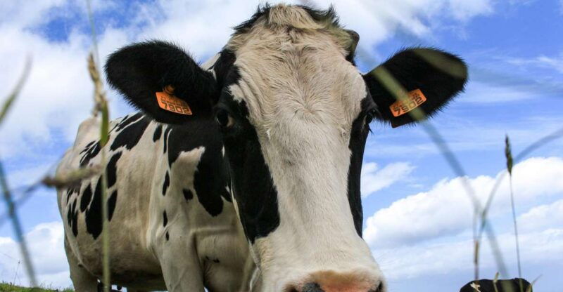 sao-miguel-island-full-day-all-in-one-tour