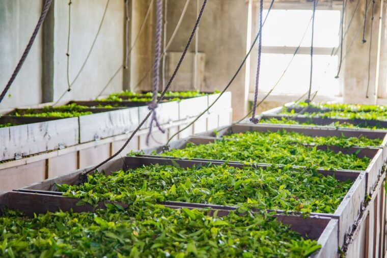 sao-miguel-island-full-day-all-in-one-tour