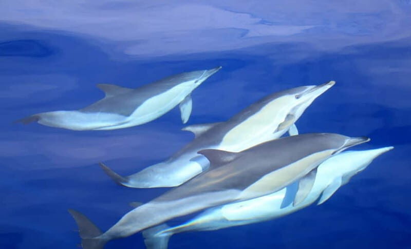 São Miguel: Swim with Wild Dolphins in the Open Ocean - Key Points