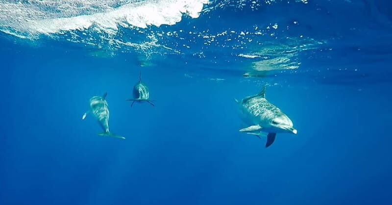 São Miguel: Swim with Wild Dolphins in the Open Ocean - The Experience Breakdown