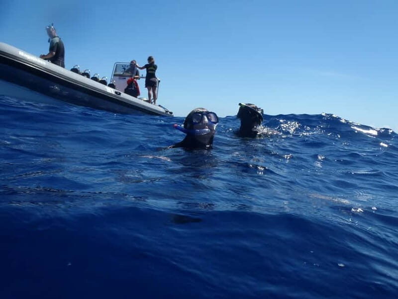 São Miguel: Swim with Wild Dolphins in the Open Ocean - Real Traveler Insights and Highlights