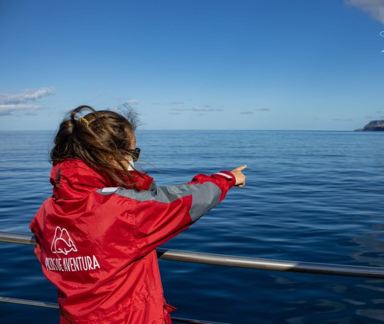 São Miguel: Swim with Wild Dolphins in the Open Ocean - The Sum Up