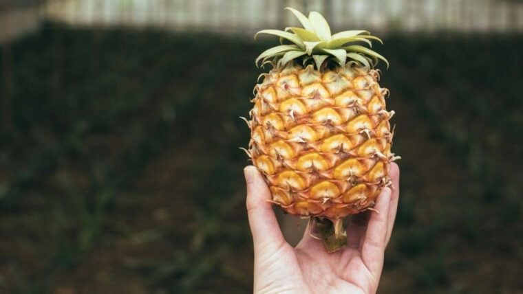 sao-miguel-west-sete-cidades-lagoa-do-fogo-full-day-tour