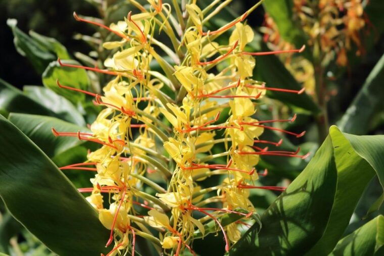 sao-miguel-west-sete-cidades-lagoa-do-fogo-full-day-tour