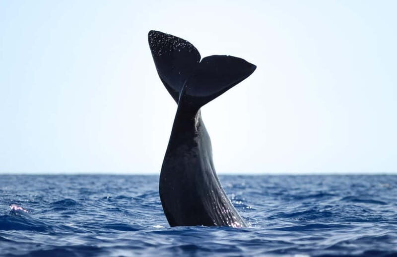 São Miguel: Whale-Watching Cruise with Marine Biologist - FAQ