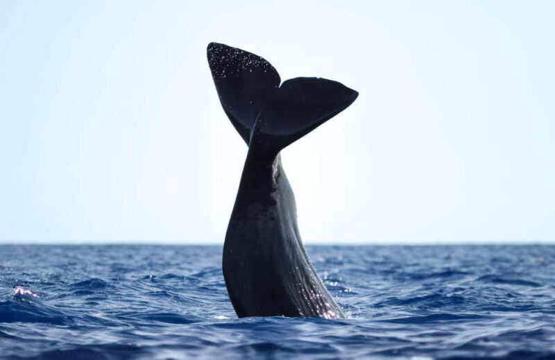 São Miguel: Whale Watching, Lunch, & Water Activities - Authentic Insights from Reviews  