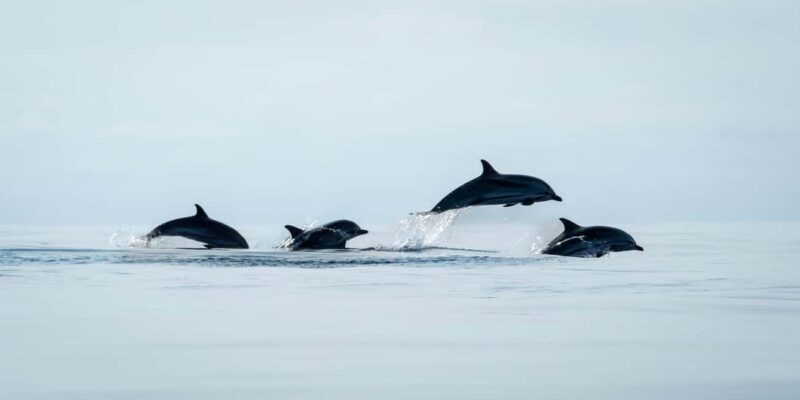 São Miguel: Whale Watching, Lunch, & Water Activities - FAQ  