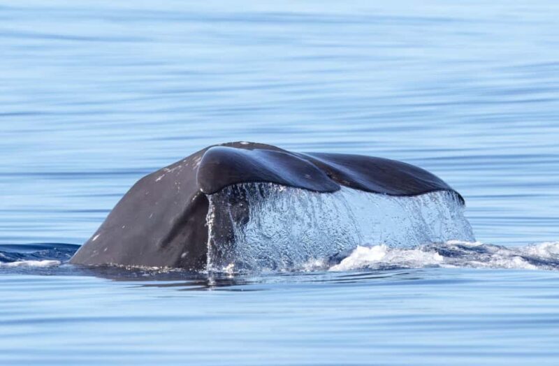 São Miguel: Whale Watching & Wild Dolphins Swimming Full-day - An In-Depth Look at the Full-Day Azores Whale Watching & Dolphin Swim