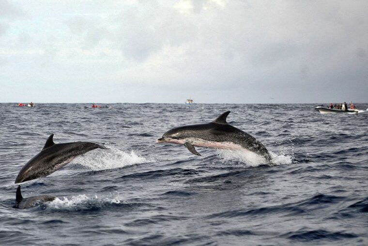 sao-miguel-whales-volcano-full-day-tour-with-lunch