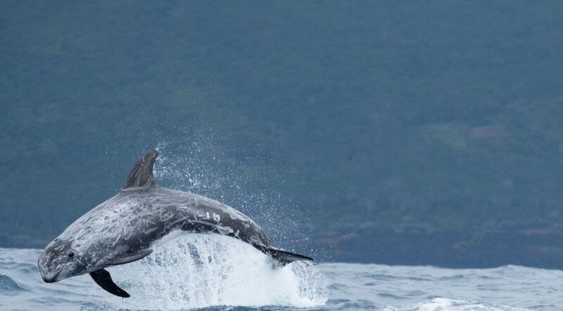 sao-miguel-wild-swimming-with-dolphins