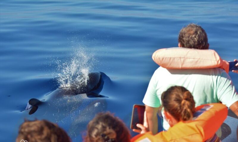 sao-miguel-wild-swimming-with-dolphins