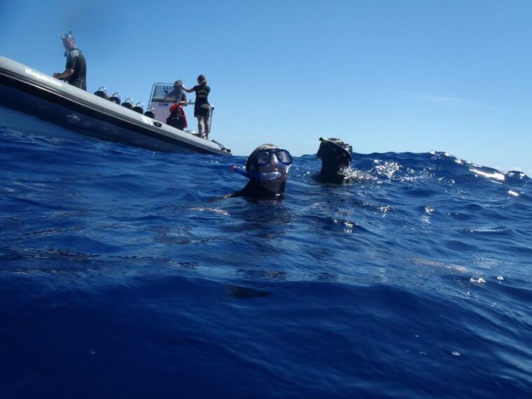 sao-miguel-wild-swimming-with-dolphins