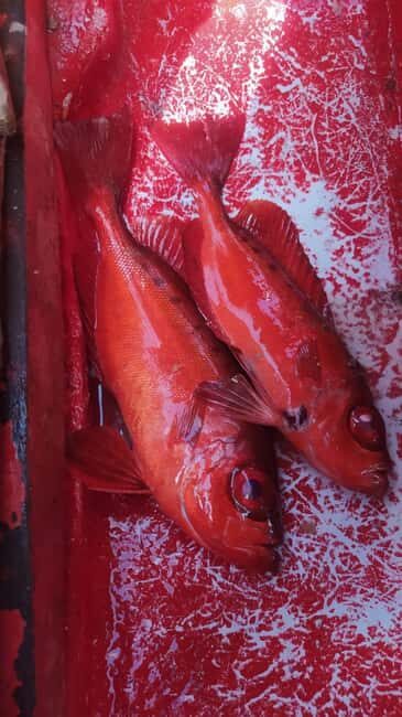 São Pedro Fishing Tour - A Close Look at the São Pedro Fishing Tour Experience