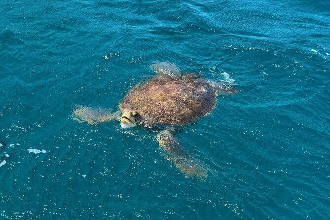 São Vicente: Private Snorkel Experience with Sea Turtle - Analyzing the Value