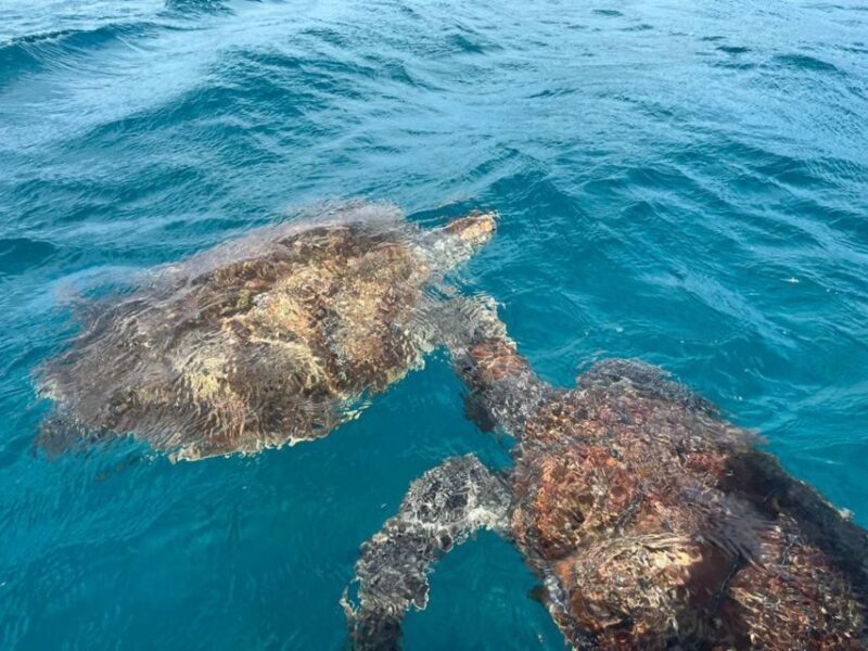 São Vicente: Snorkel with Sea Turtles Adventure - Snorkeling with Sea Turtles and Marine Life